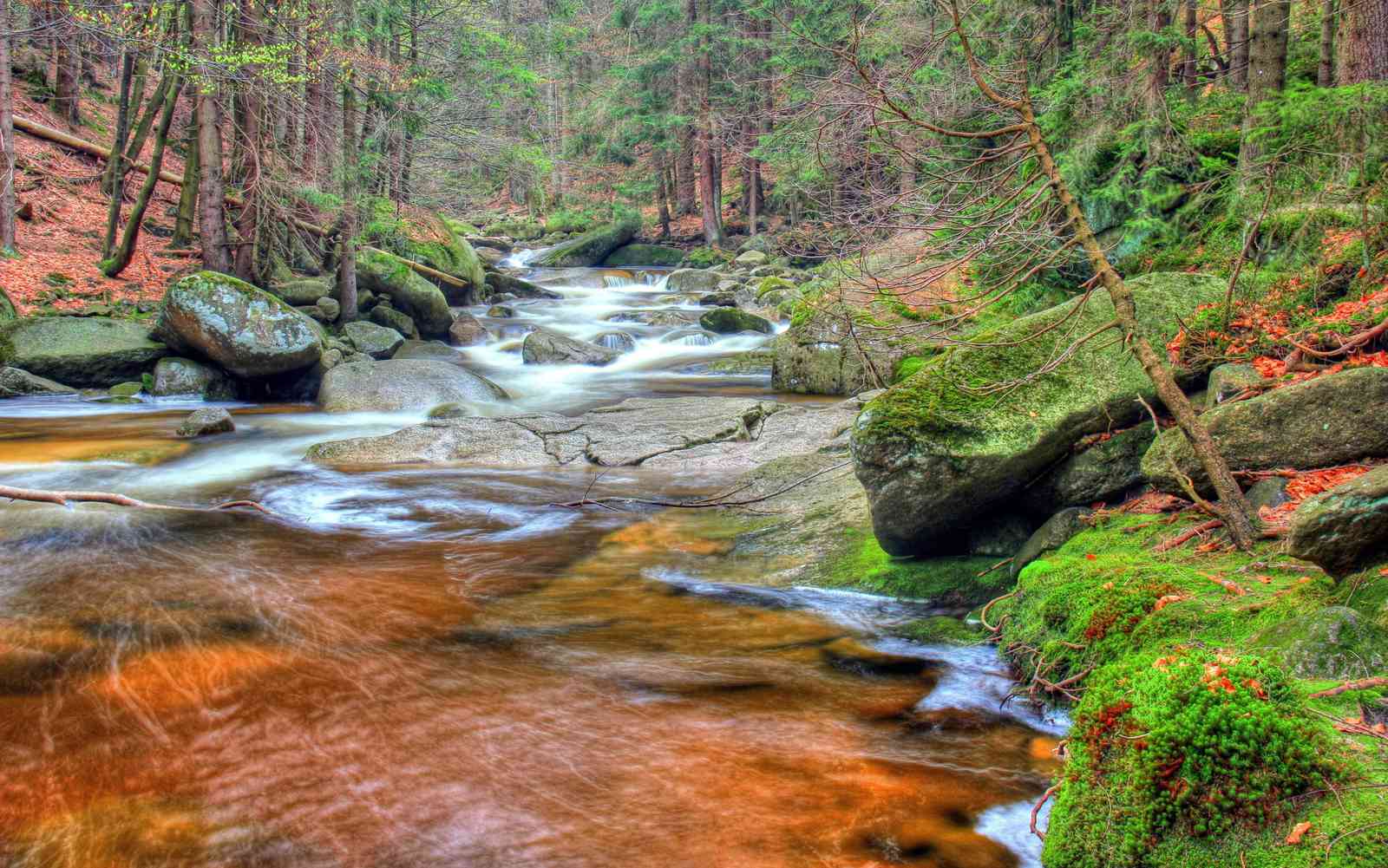 Enchanting Forest Stream Nature Wall Art