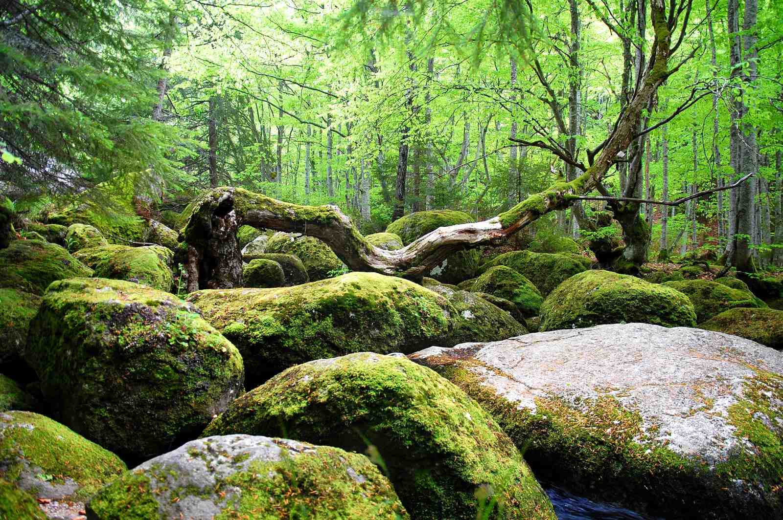 Enchanted Forest Mossy Rocks Wall Art