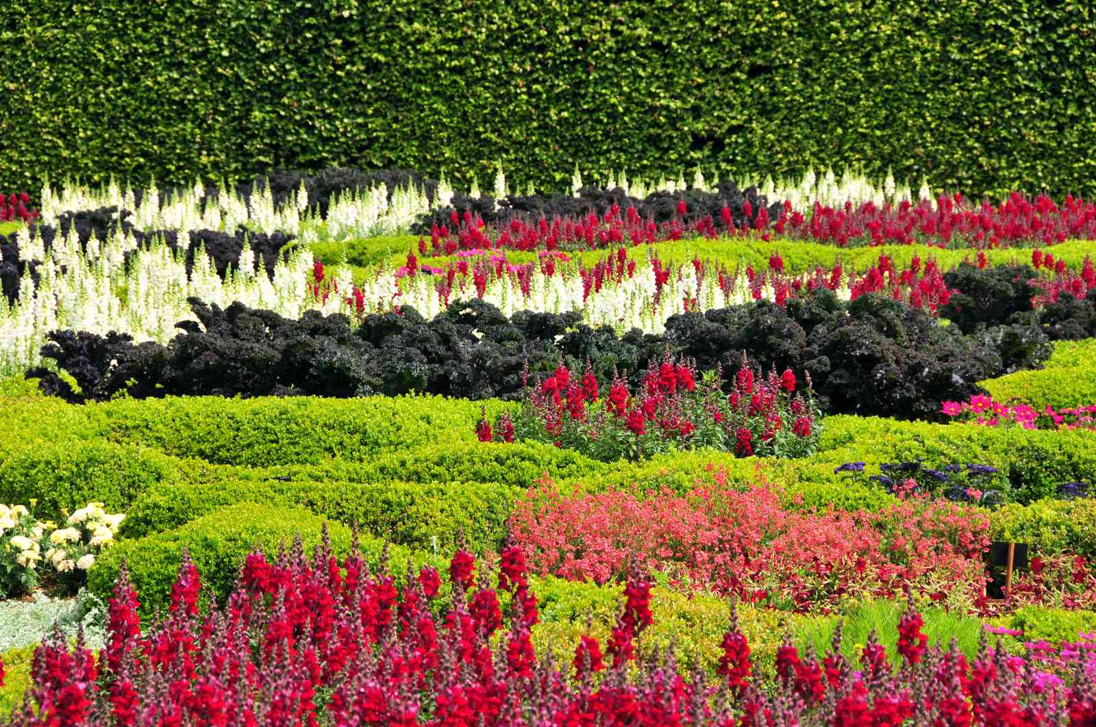 Vibrant Garden Blooms Wall Art