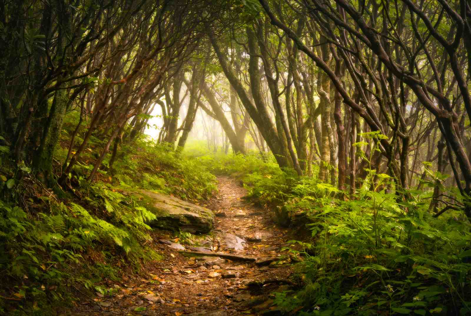 Mystical Forest Path Wall Art