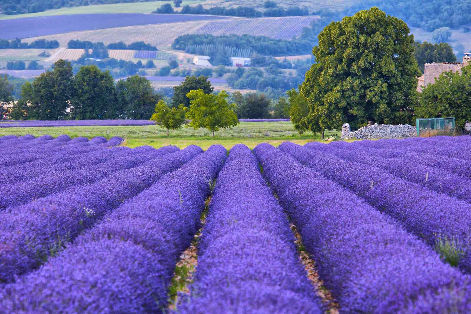 Provence Lavender Fields Serenity Wall Art