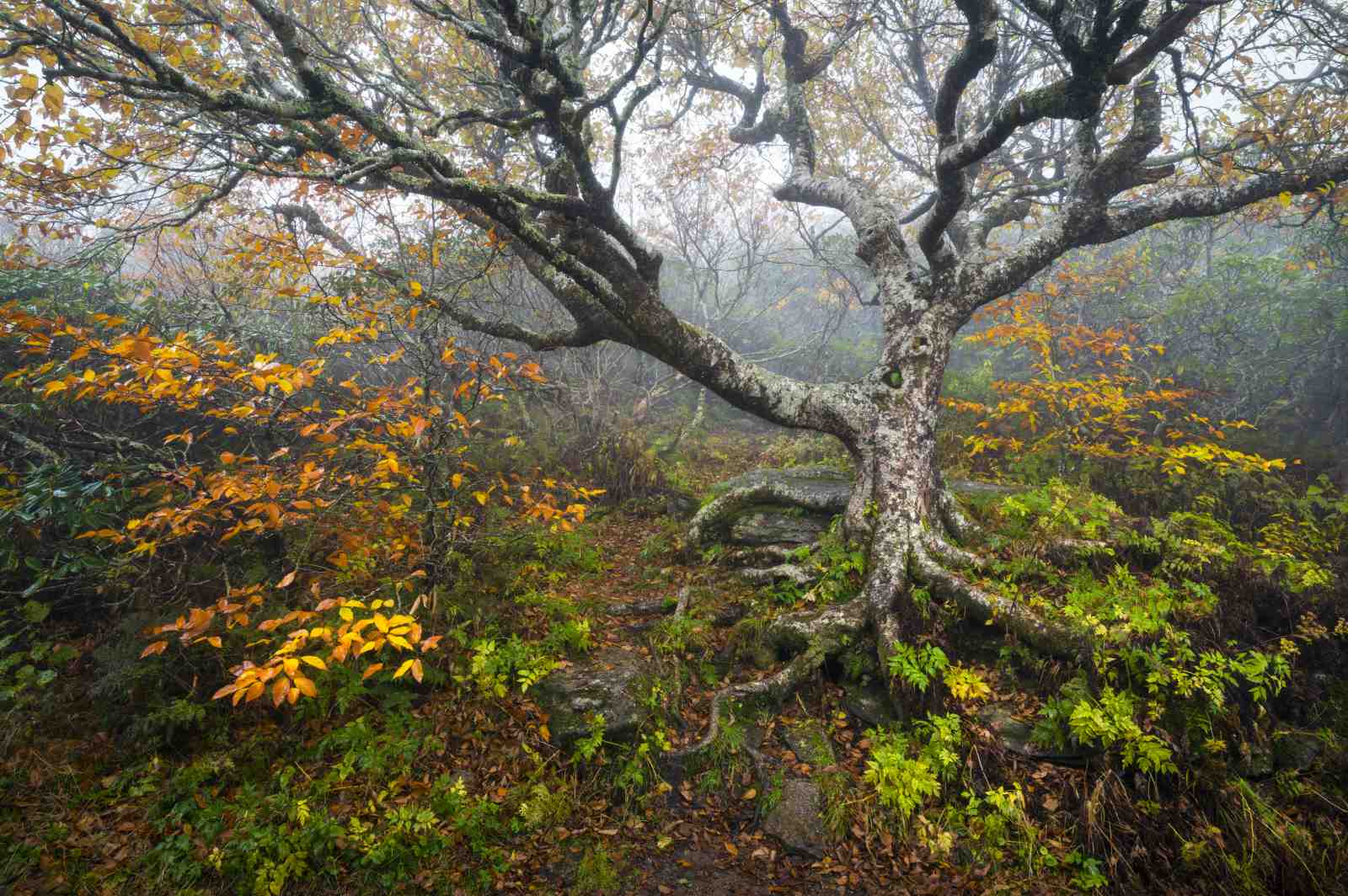 Misty Autumn Forest Tree Wall Art