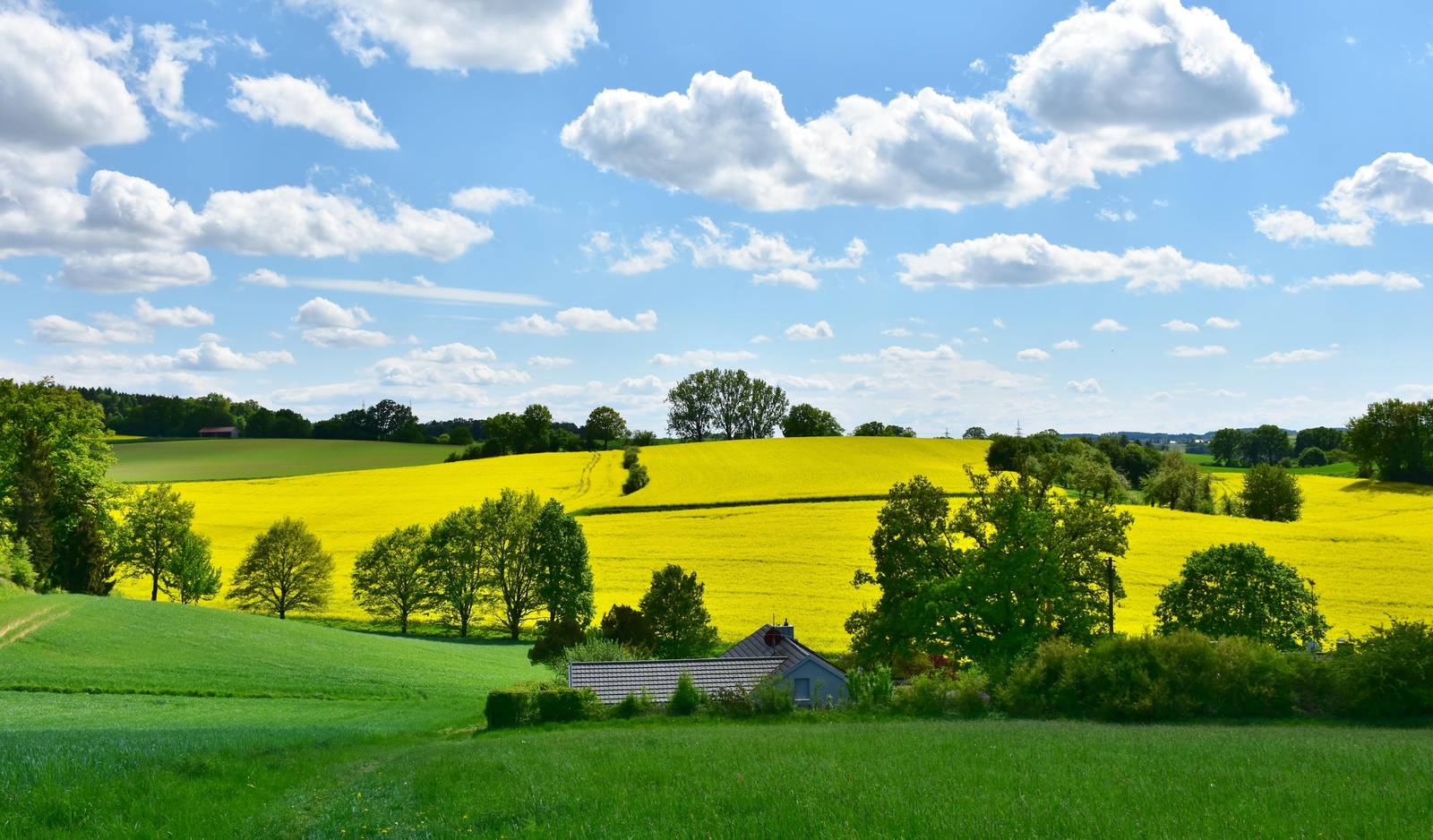 Vibrant Yellow Field Landscape Wall Art