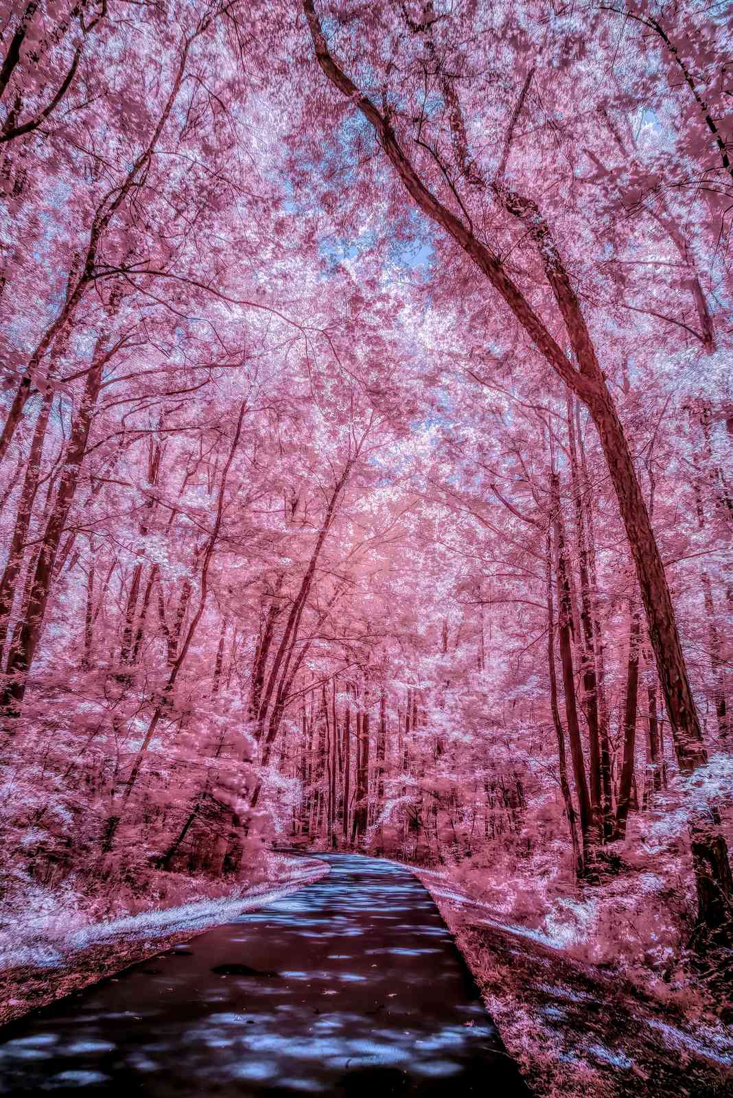 Enchanting Pink Forest Path Wall Art