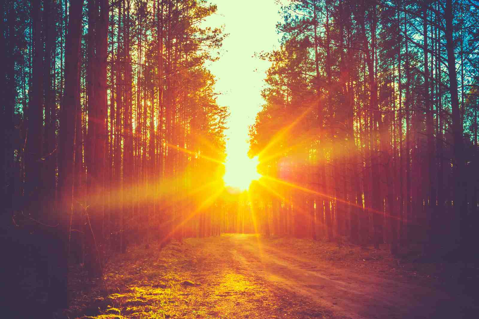 Golden Forest Path Sunset Wall Art