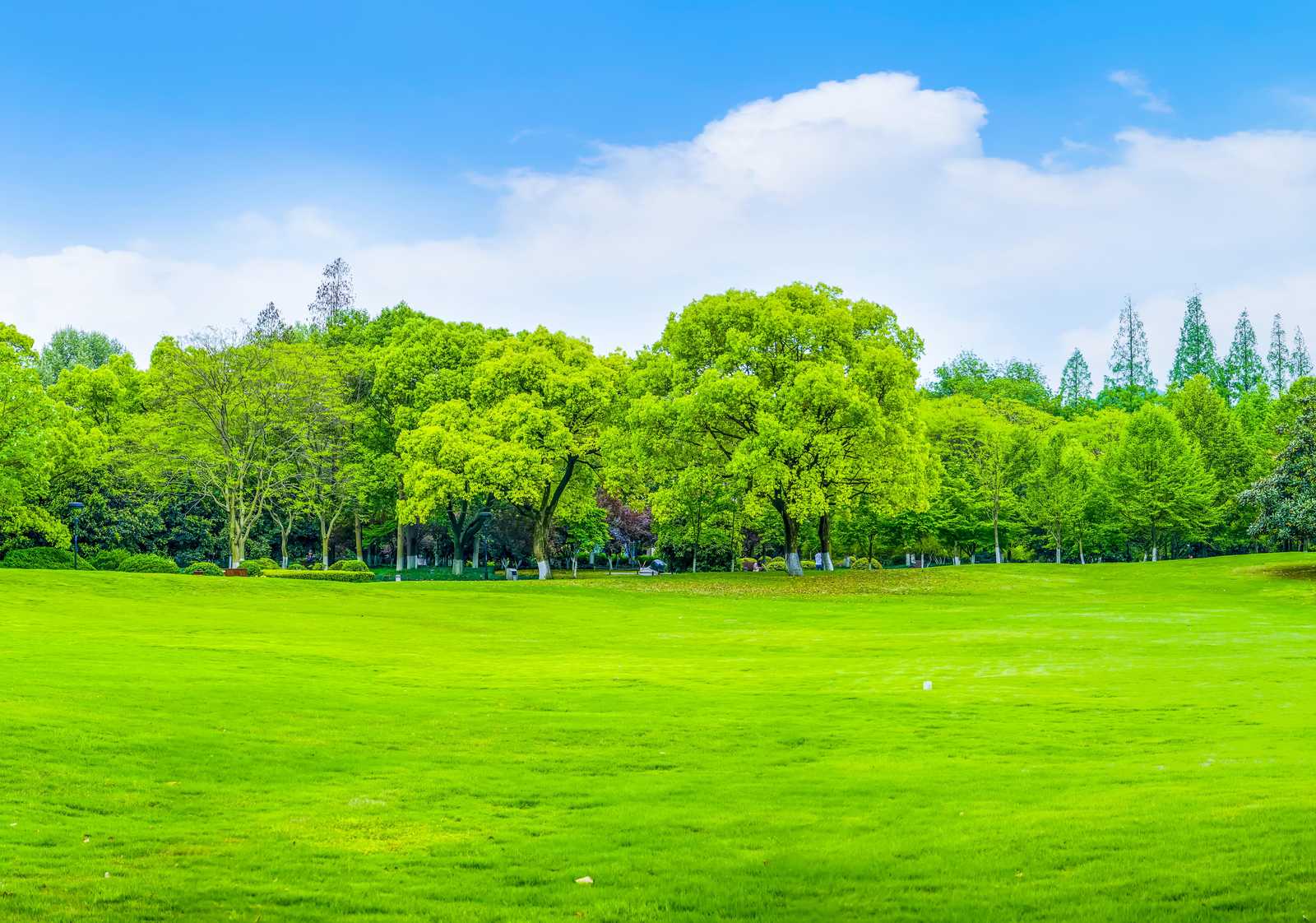 Vibrant Green Park Landscape Wall Art