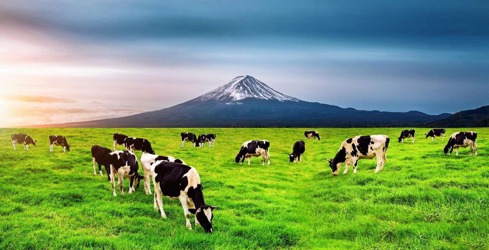 Serene Mountain Cows Meadow Wall Art