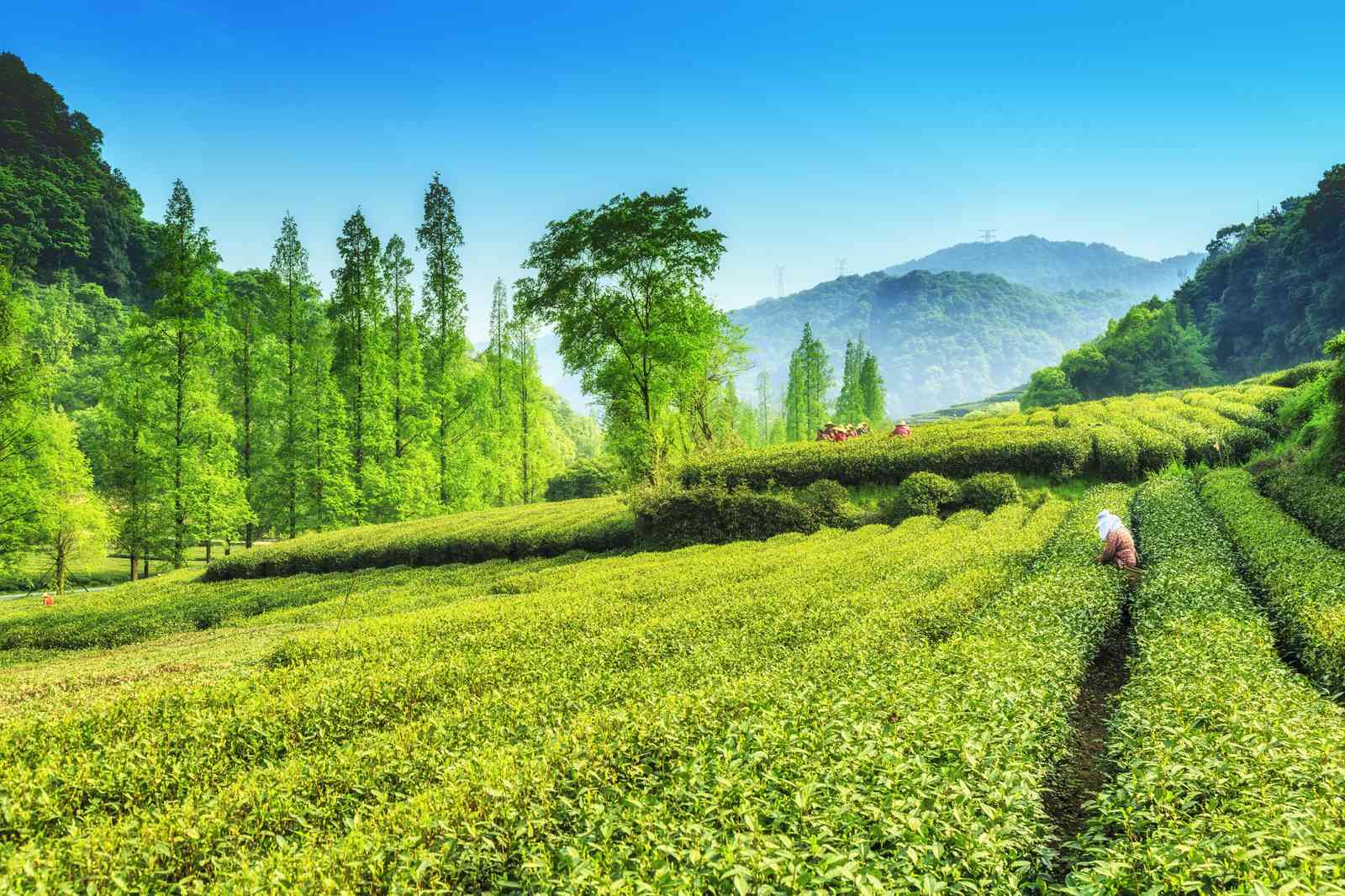 Serene Tea Plantation Landscape Wall Art
