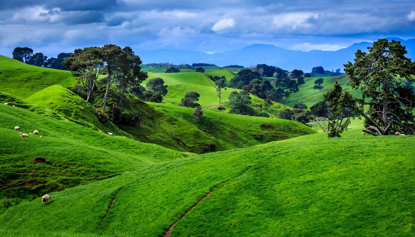 Lush Rolling Hills Sheep Wall Art