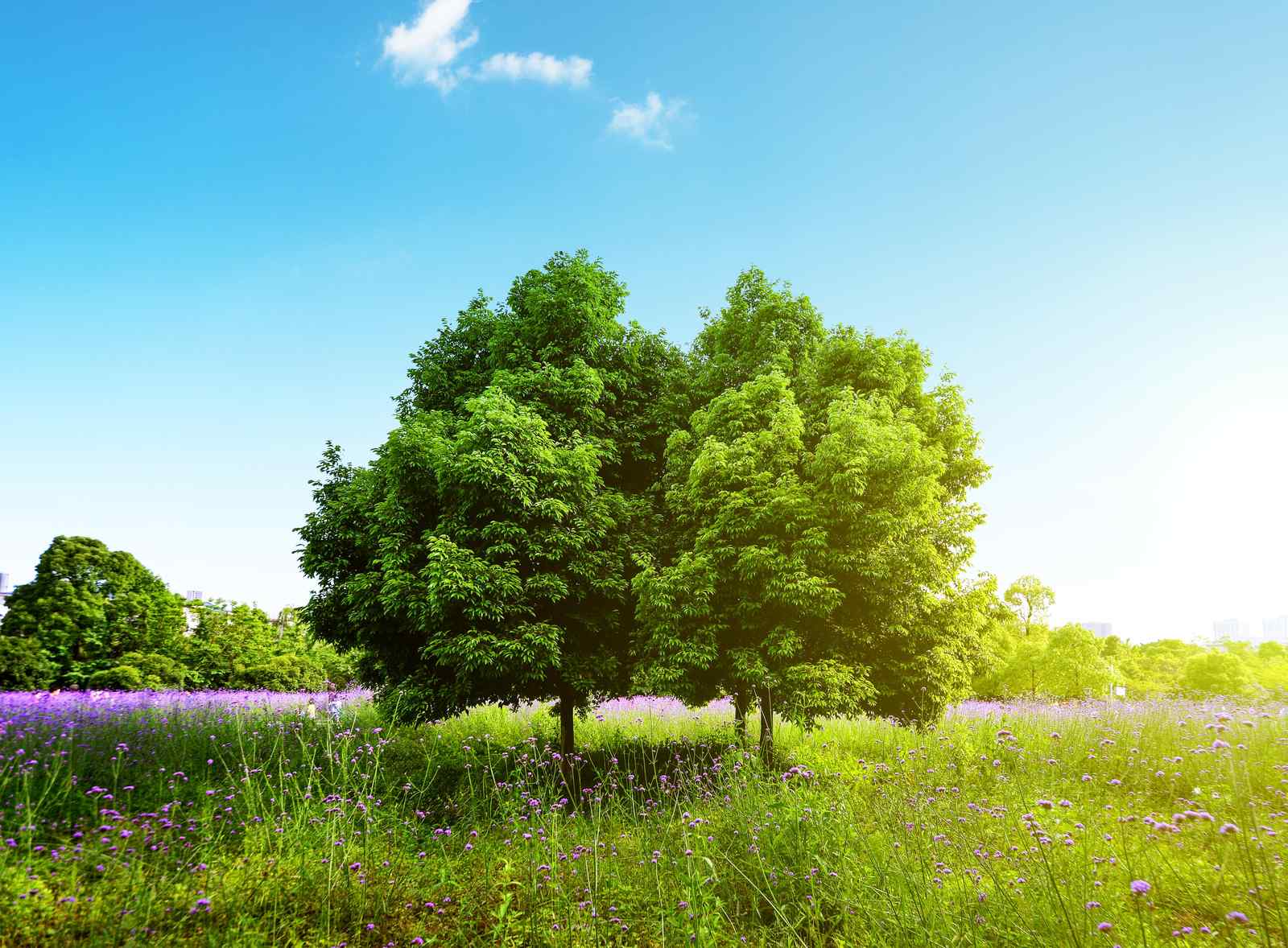 Serene Meadow Trees & Purple Flowers Wall Art
