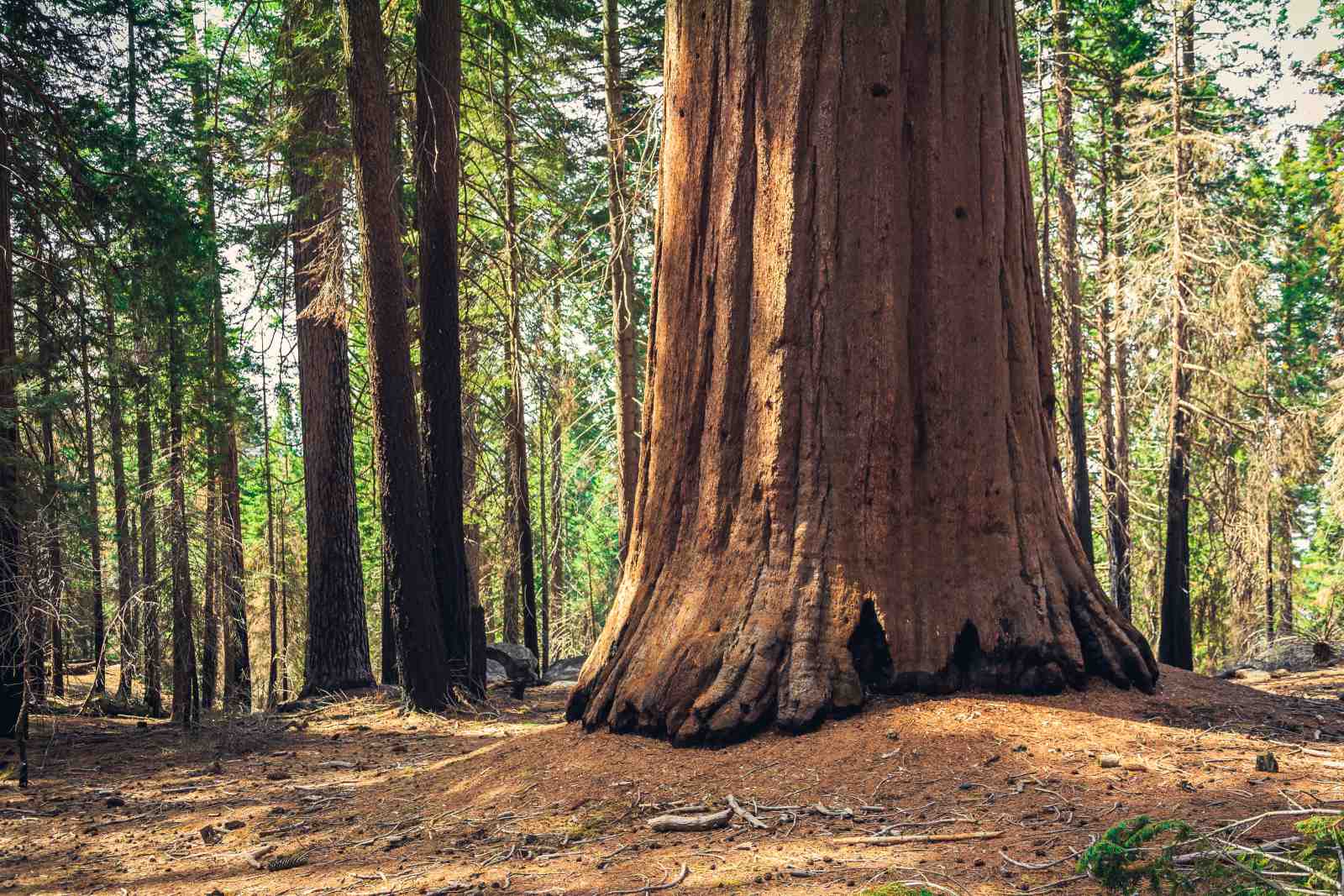 Majestic Sequoia Forest Landscape Wall Art