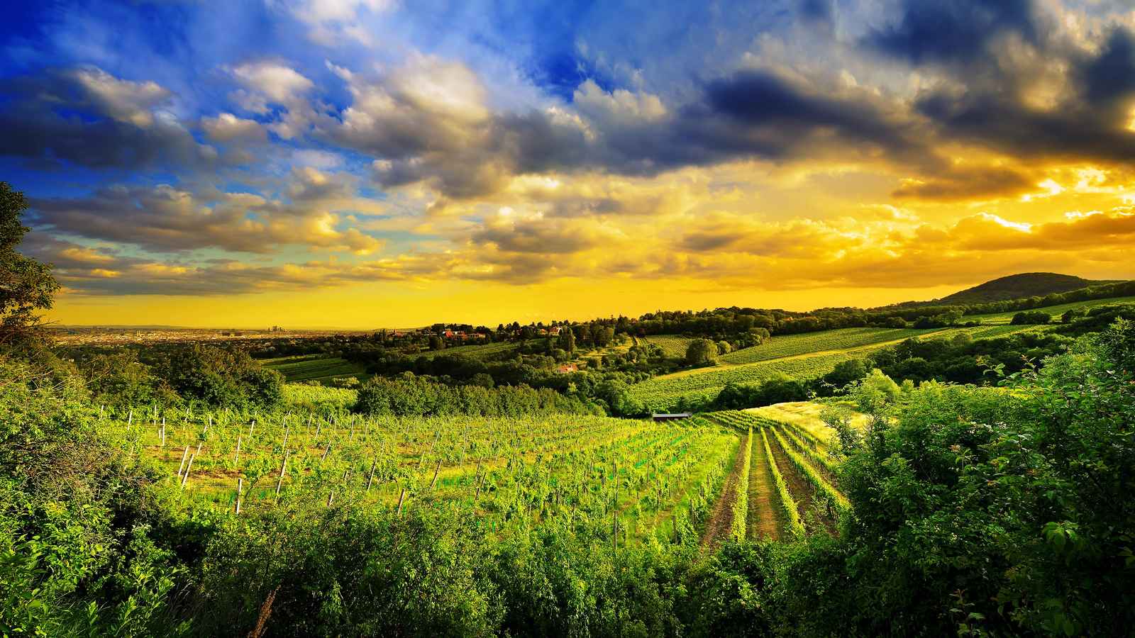 Golden Vineyard Landscape Wall Art