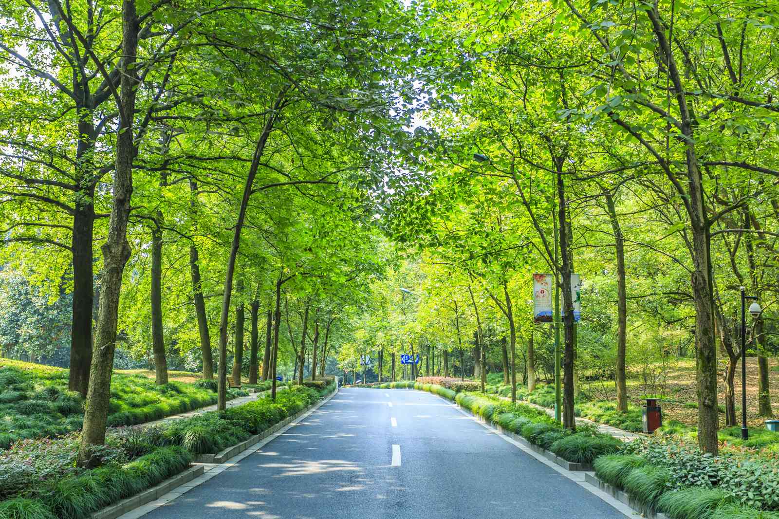 Serene Tree Lined Road Wall Art