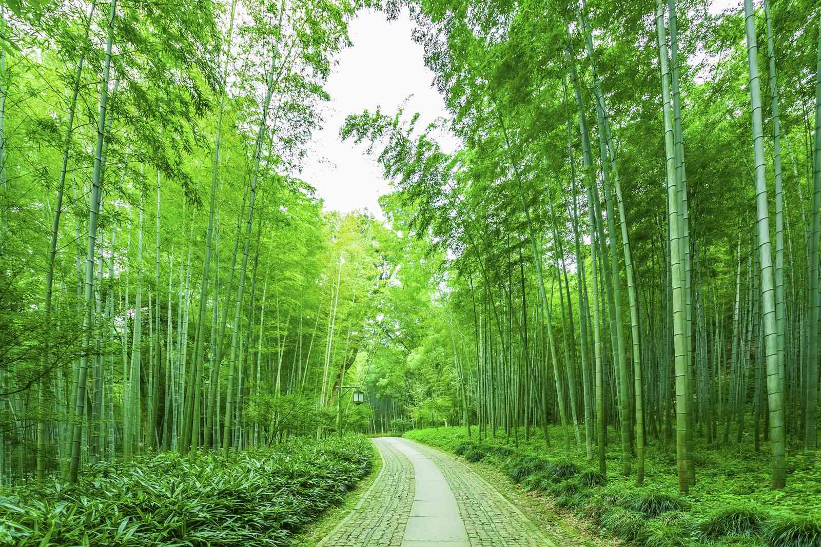 Tranquil Bamboo Forest Path Wall Art