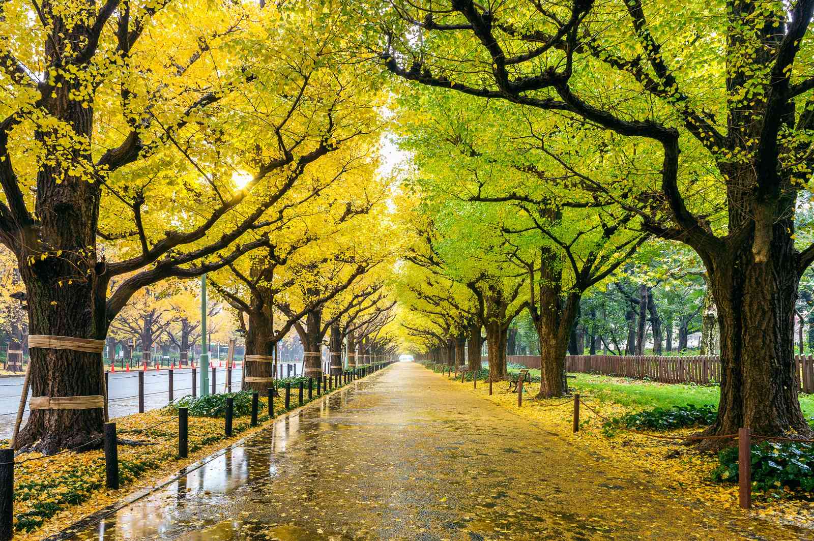 Golden Autumn Path Wall Art