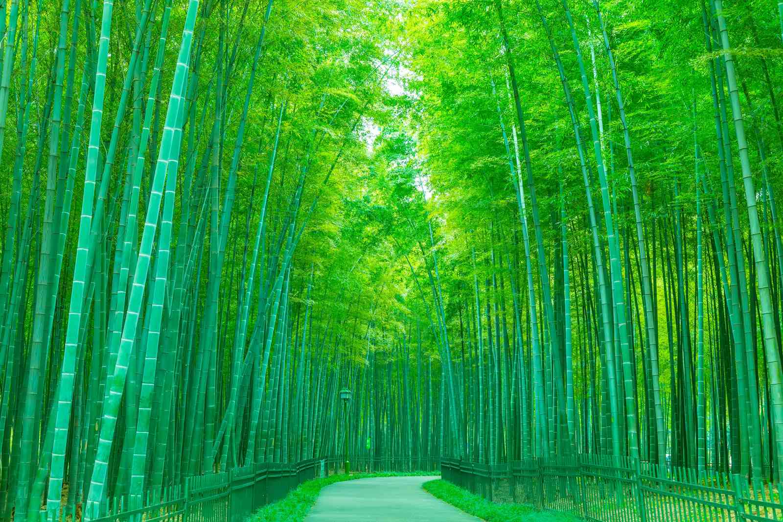 Serene Bamboo Forest Path Wall Art