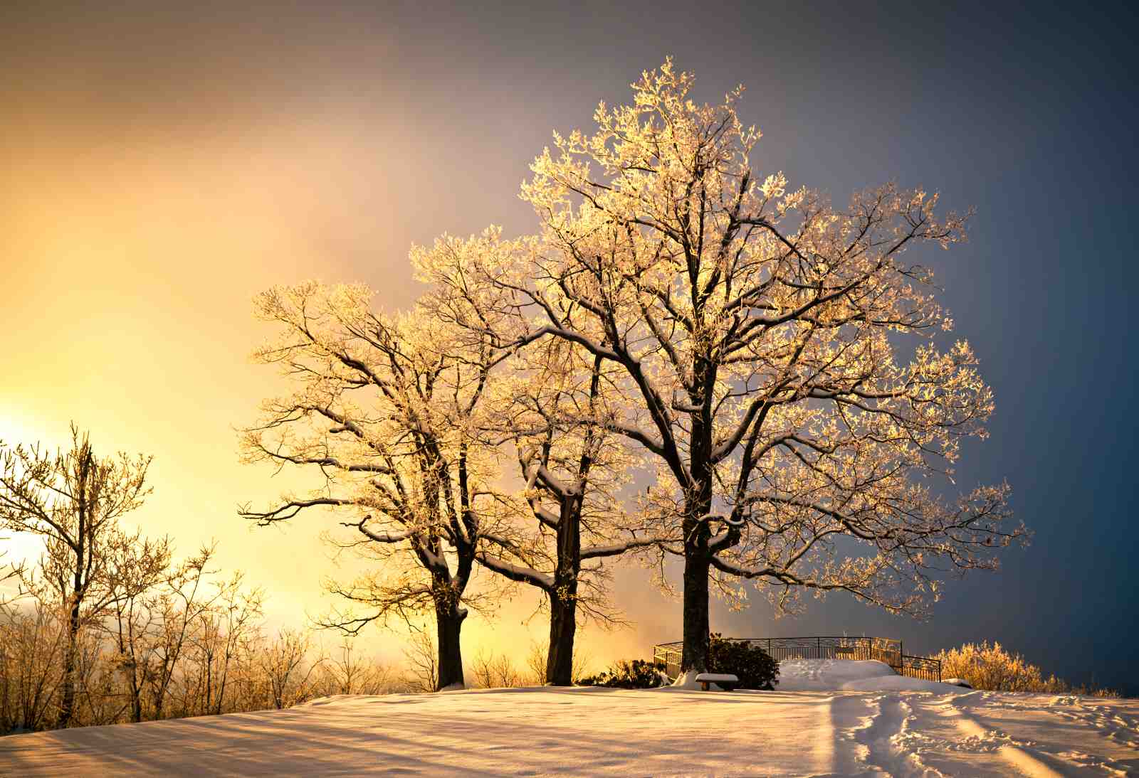 Golden Frost Trees Winter Landscape Wall Art