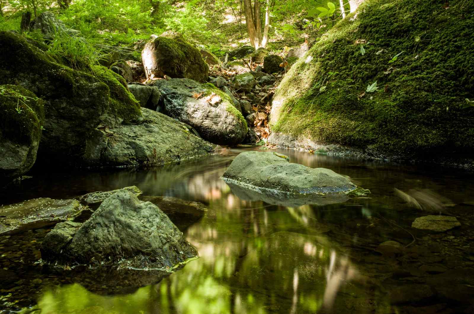Tranquil Forest Stream Nature Wall Art