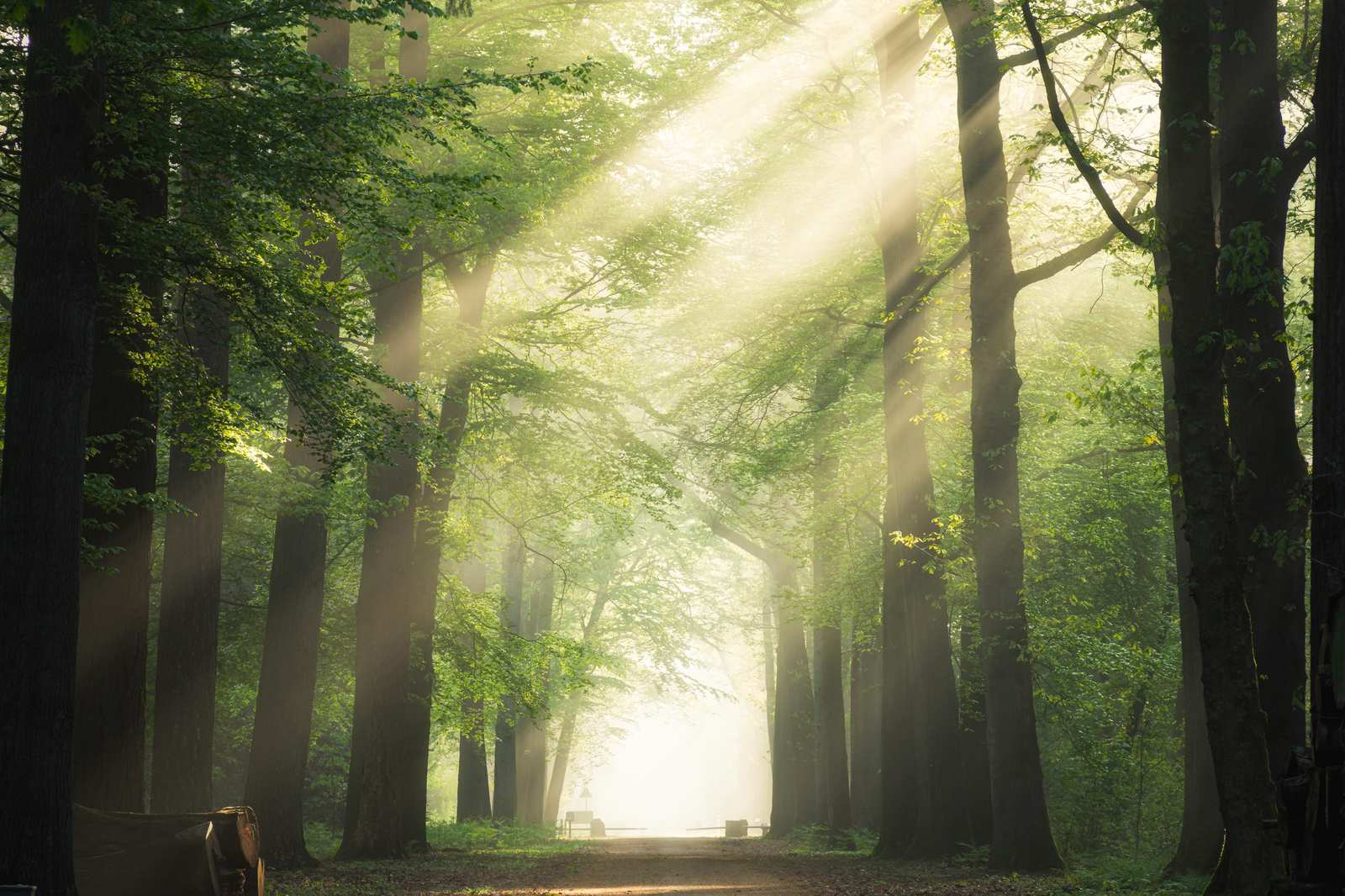 Enchanted Forest Sunbeams Wall Art