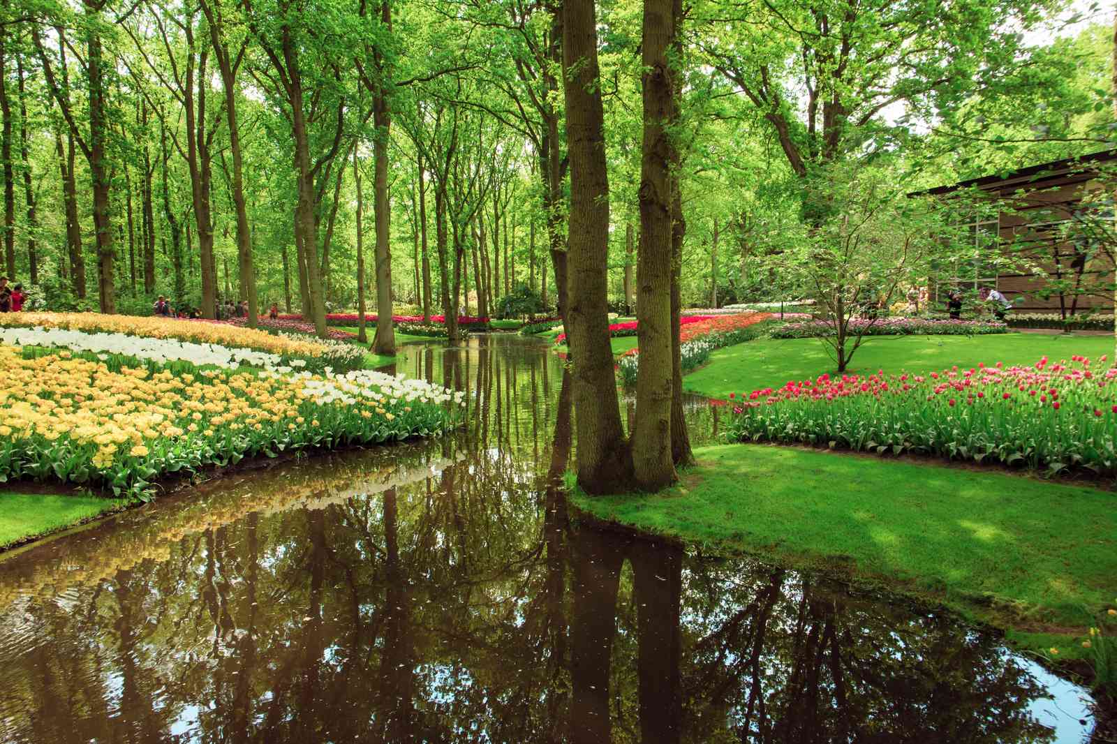Serene Tulip Garden Reflections Wall Art