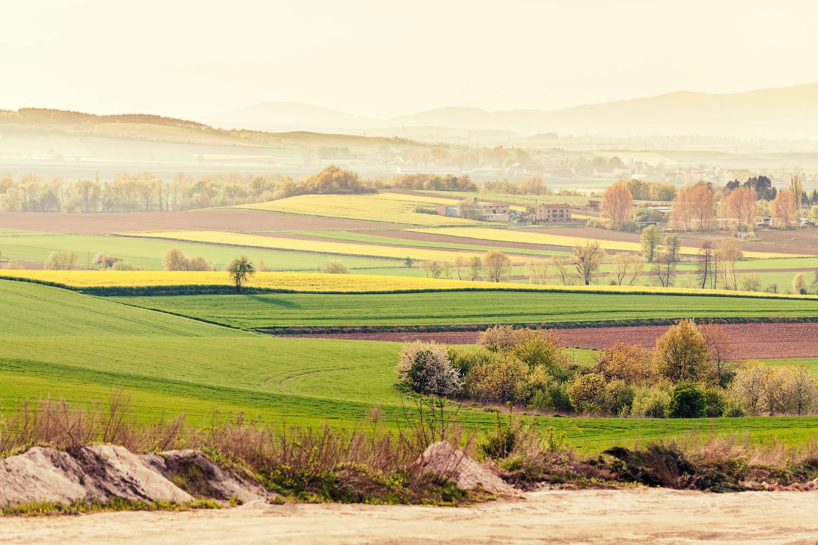 Golden Fields Landscape Wall Art