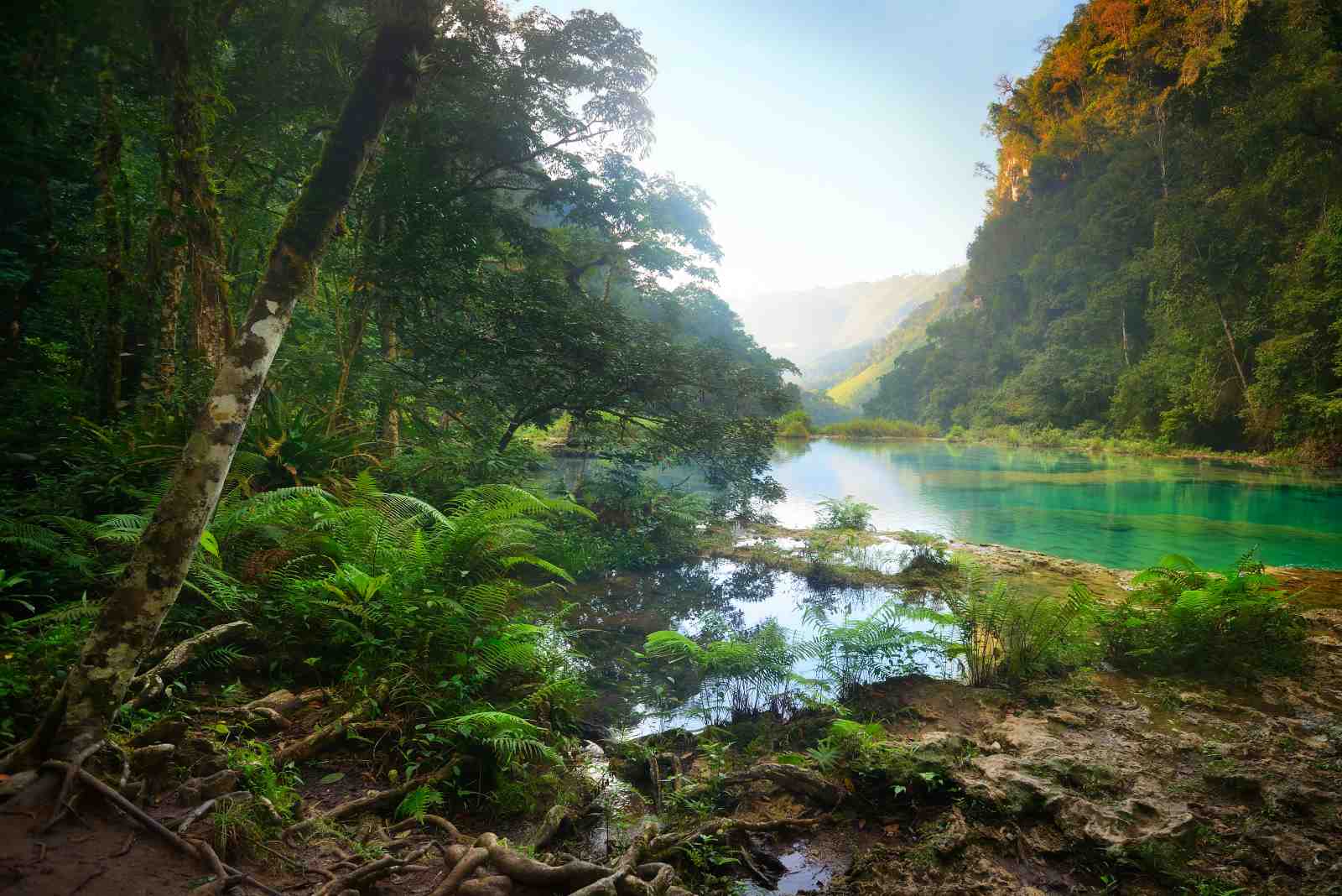 Tranquil Emerald River Forest Wall Art