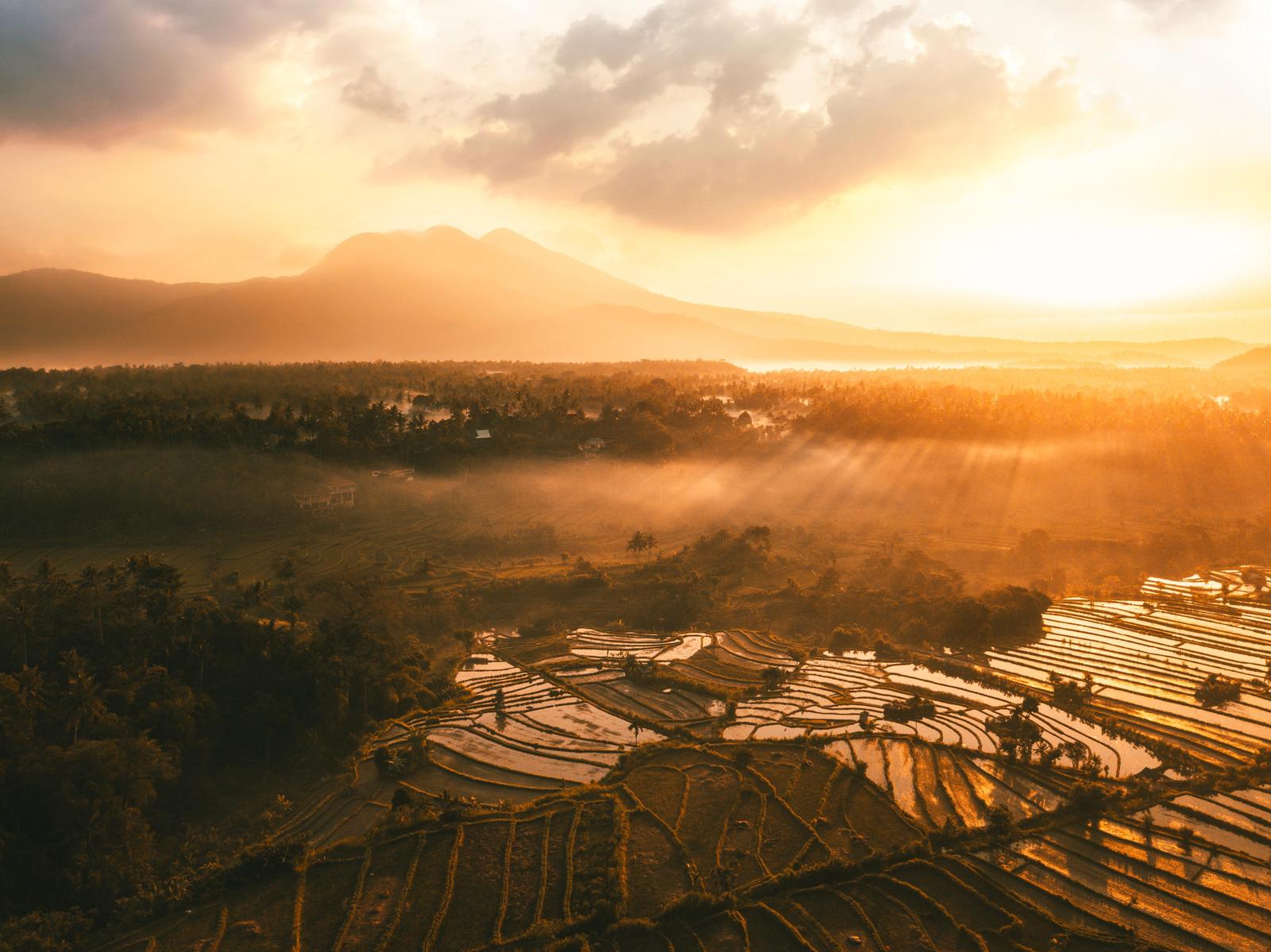 Golden Hour Rice Terraces Wall Art