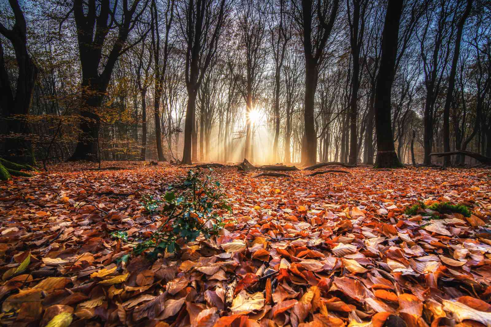 Golden Autumn Forest Sun Rays Wall Art