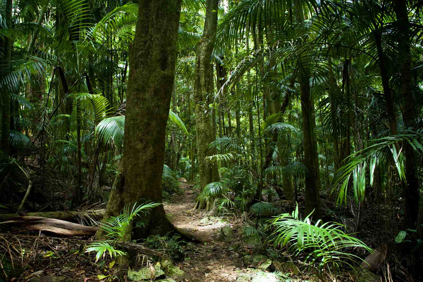 Lush Rainforest Path Wall Art