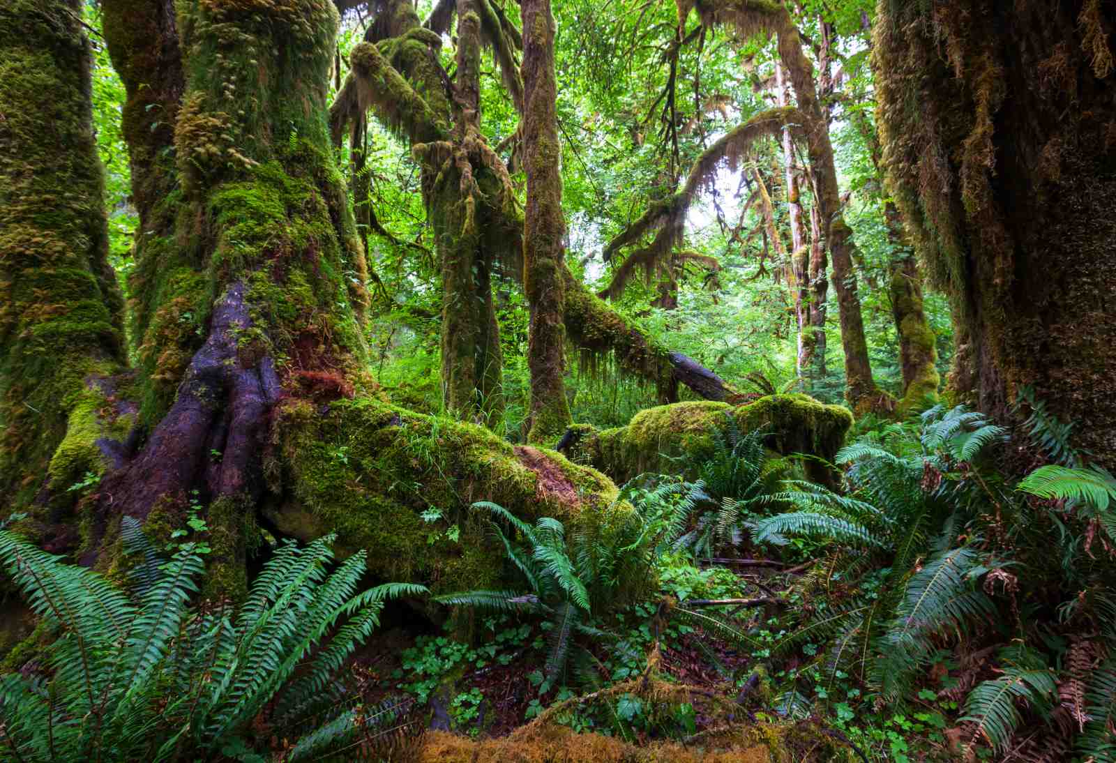 Enchanting Rainforest Mossy Trees Wall Art