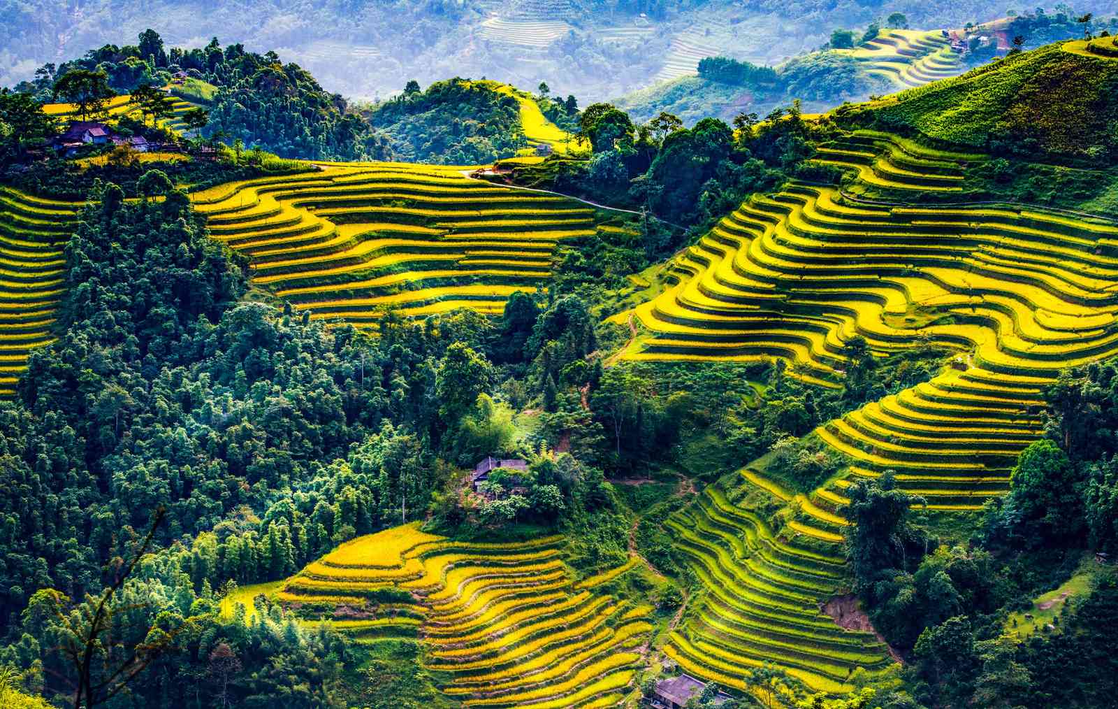 Golden Terraced Rice Fields Wall Art