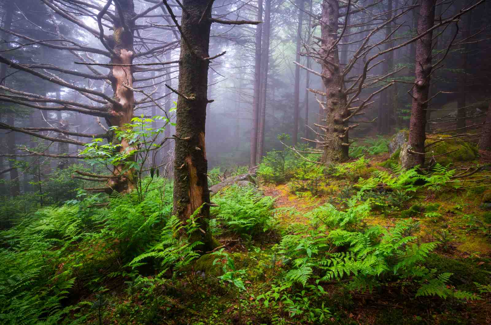 Misty Forest Path Serenity Wall Art
