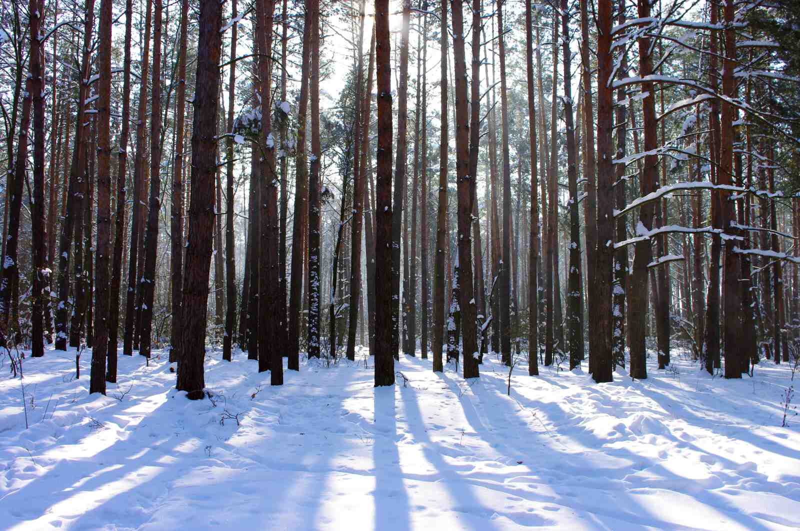 Winter Forest Sun Rays Wall Art
