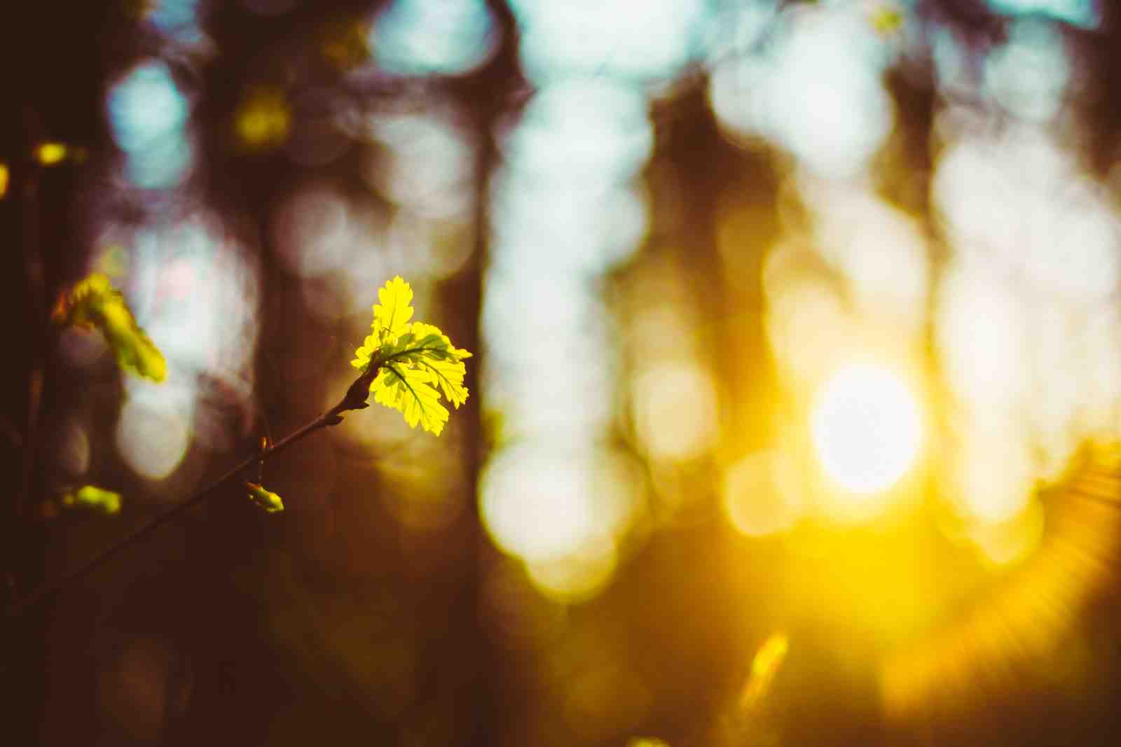 Golden Sunlit Leaves Spring Nature Wall Art