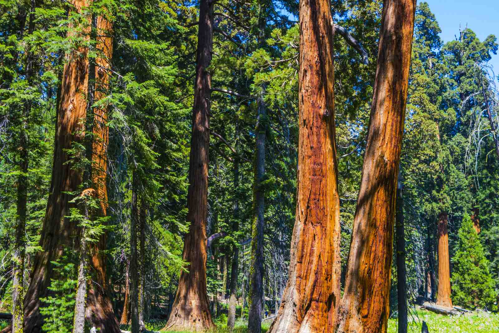 Majestic Redwoods Forest Wall Art
