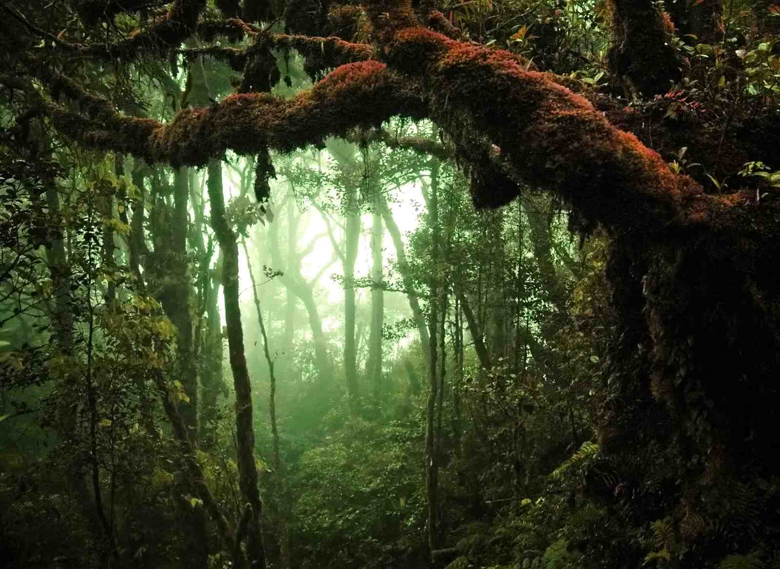 Misty Rainforest Canopy Wall Art