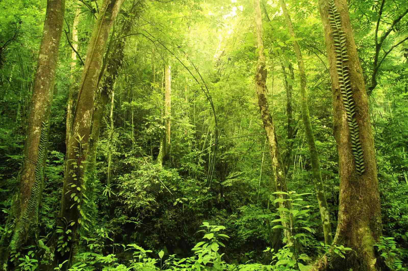 Lush Rainforest Canopy Wall Art