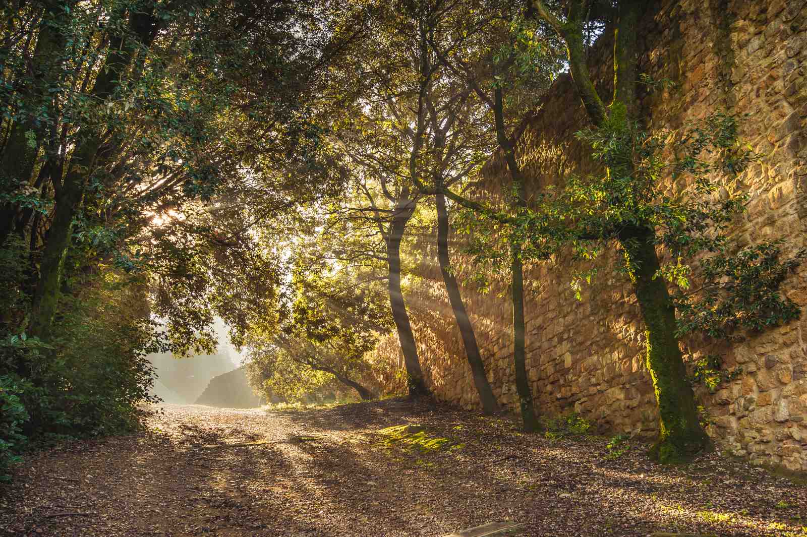 Sunlit Tuscan Path Wall Art