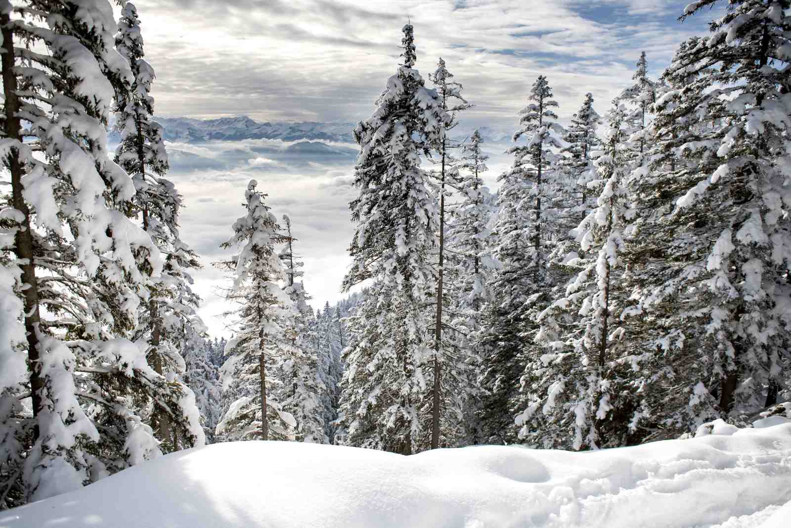 Winter Forest Snowscape Wall Art