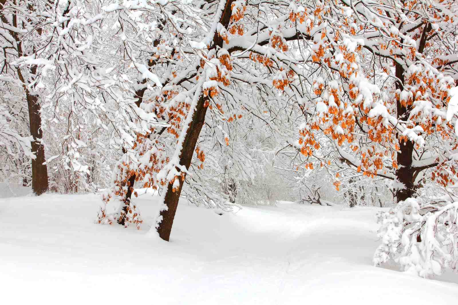 Serene Winter Forest Snow Landscape Wall Art