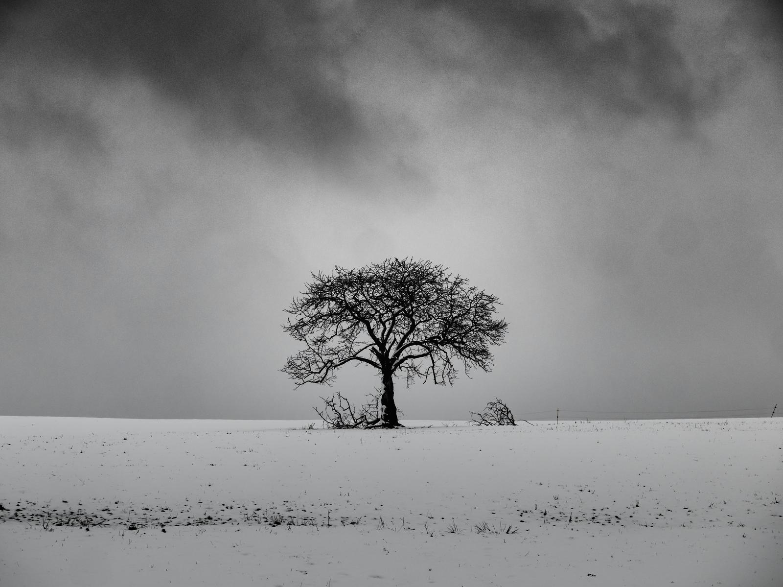 Lone Winter Tree B&W Wall Art