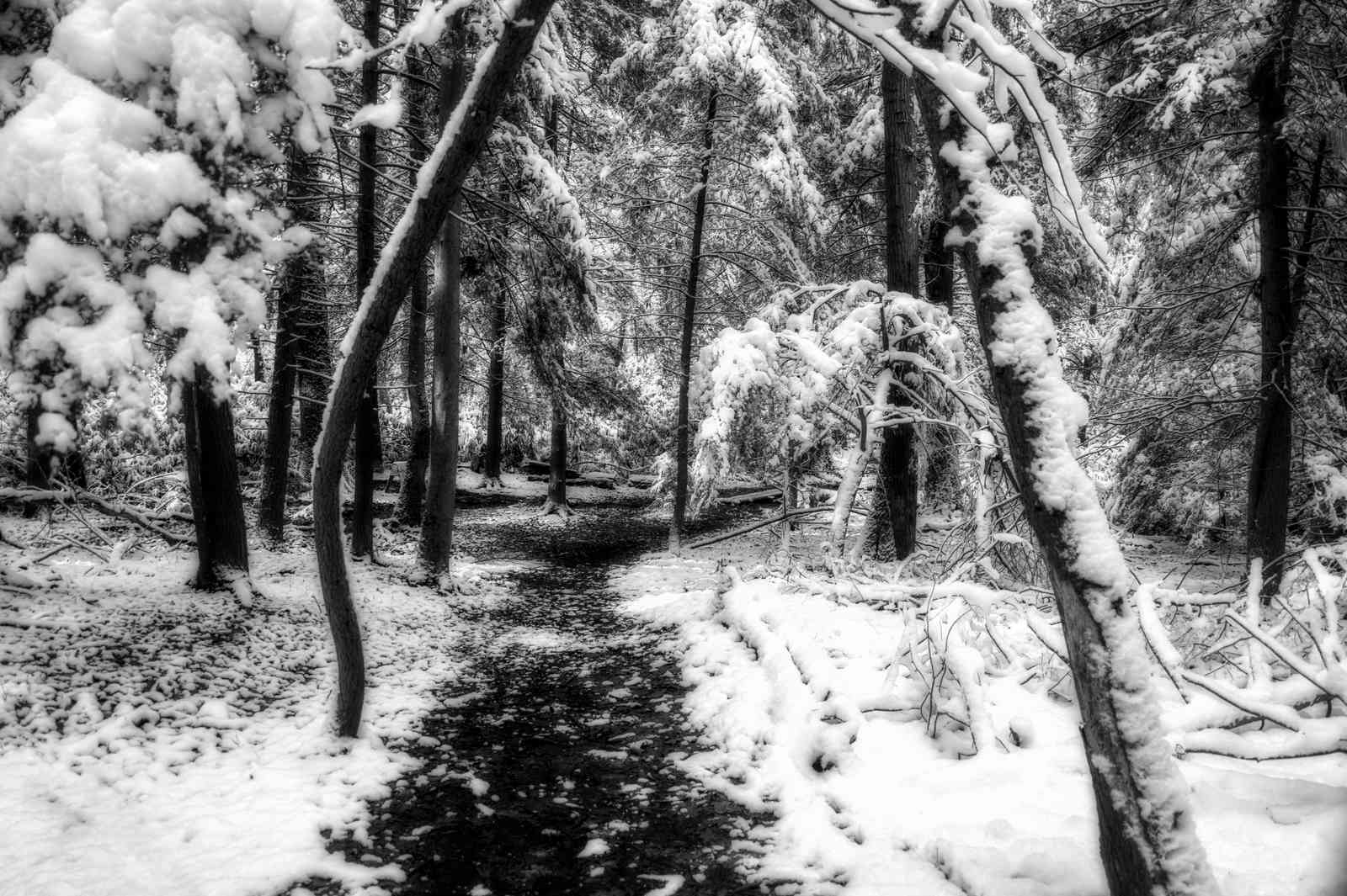 Enchanting Winter Forest Path Wall Art
