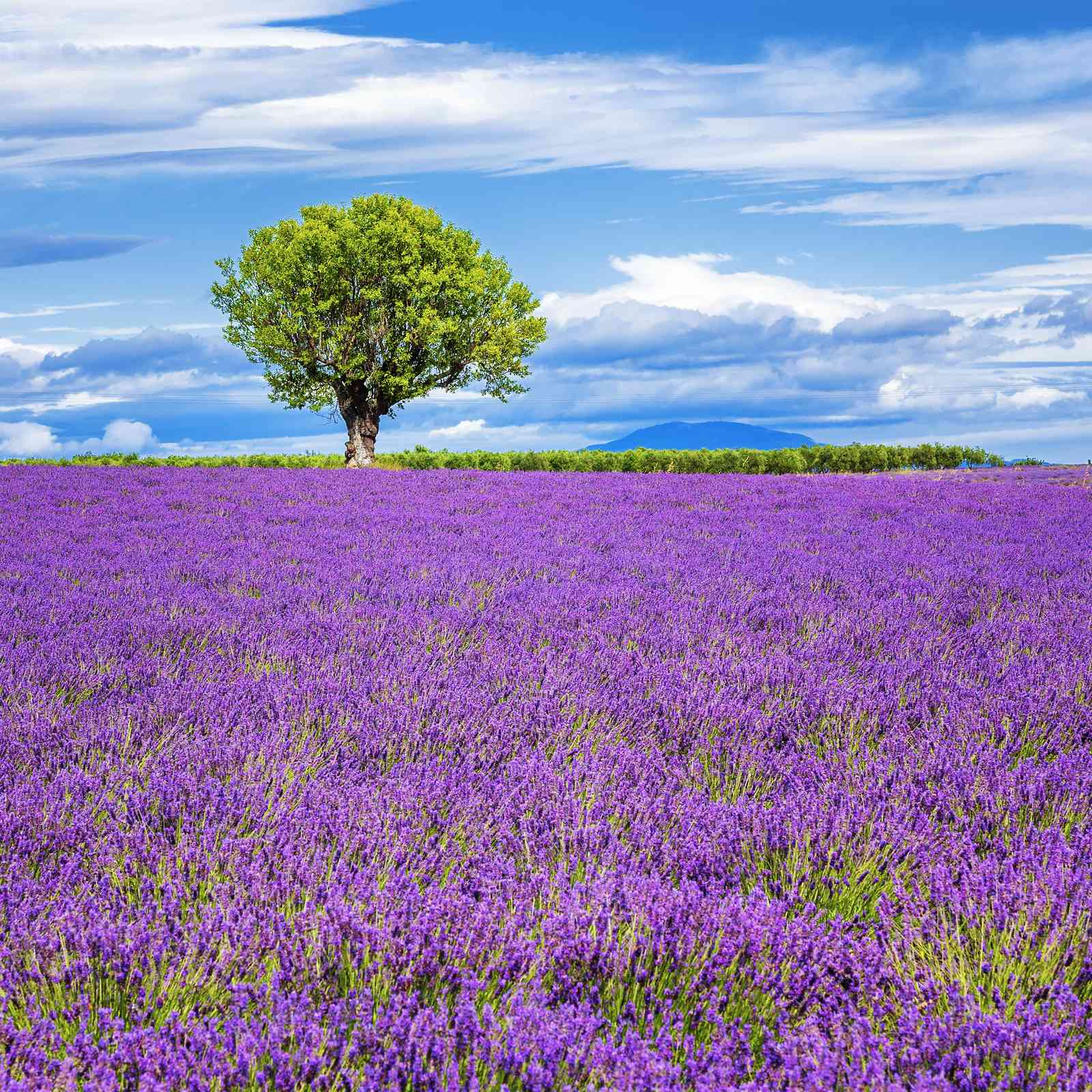 Lavender Field Tree Scenic Wall Art