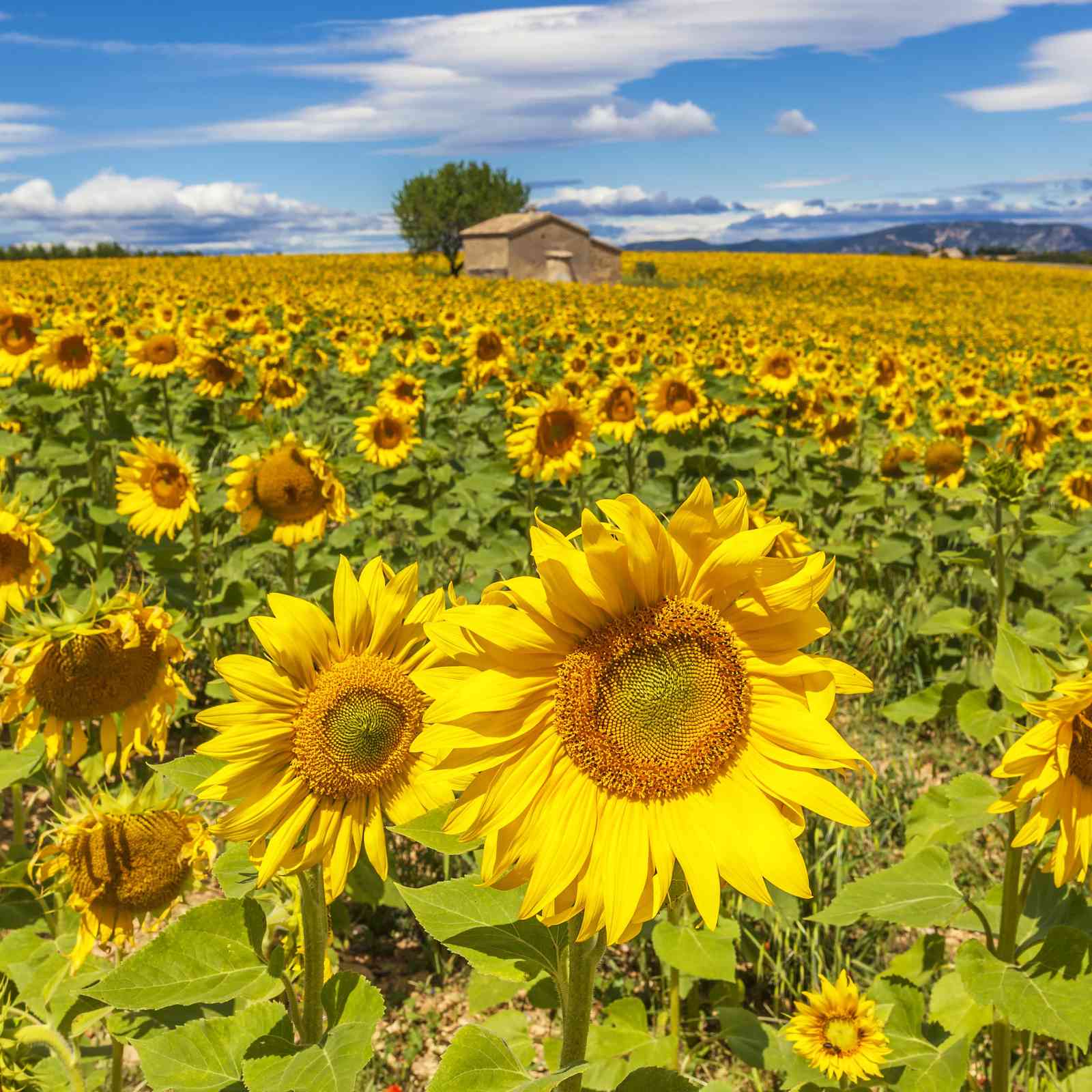 Vibrant Sunflower Field Landscape Wall Art