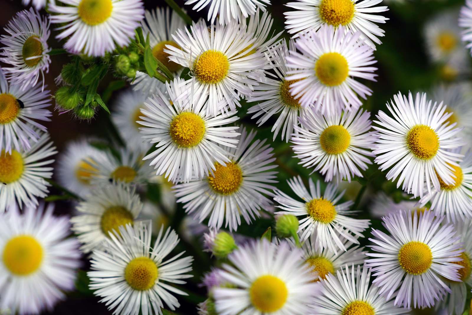 Daisies in Bloom Wall Art | Floral Wall Art