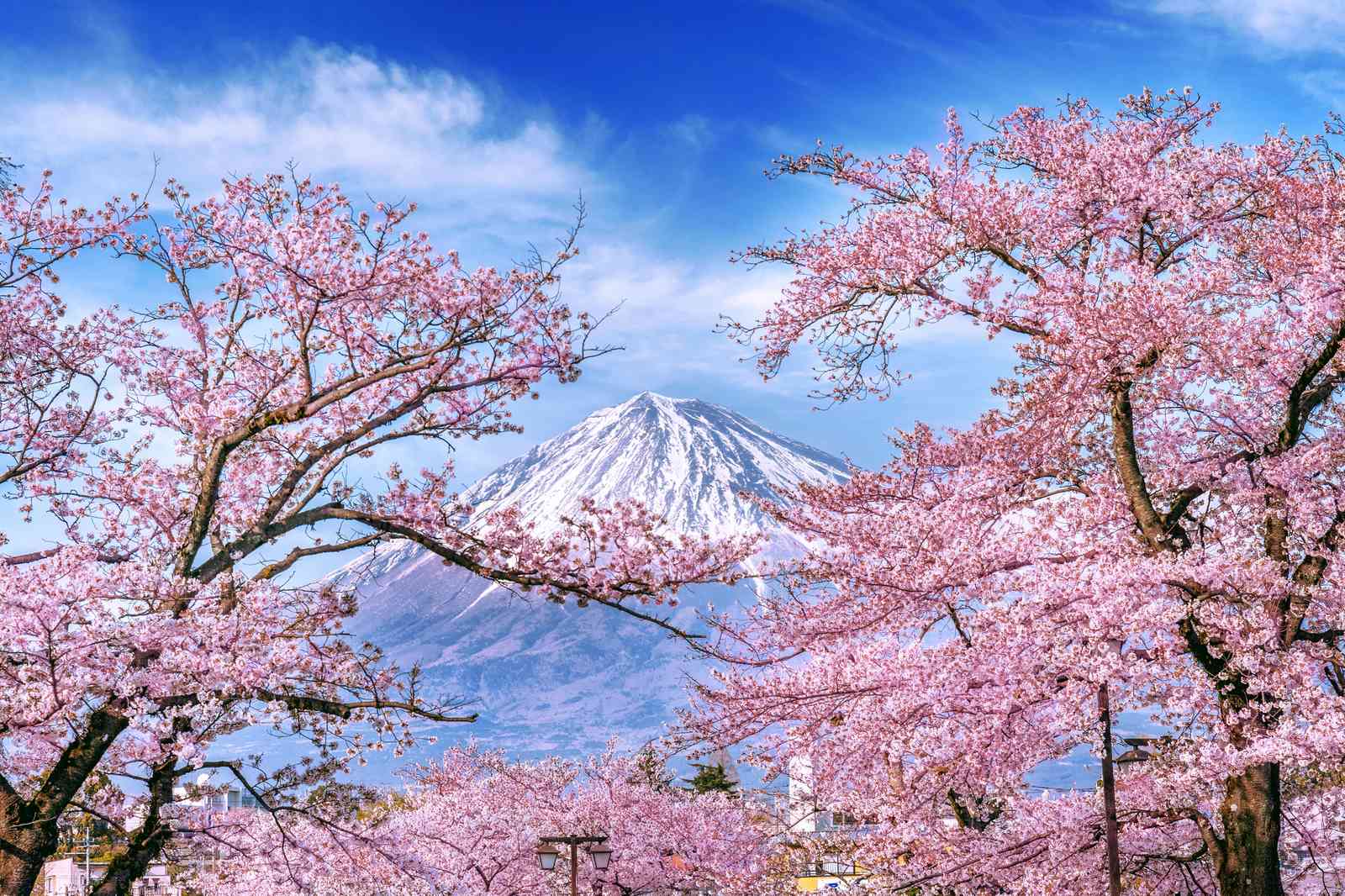 Mount Fuji Cherry Blossom Wall Art