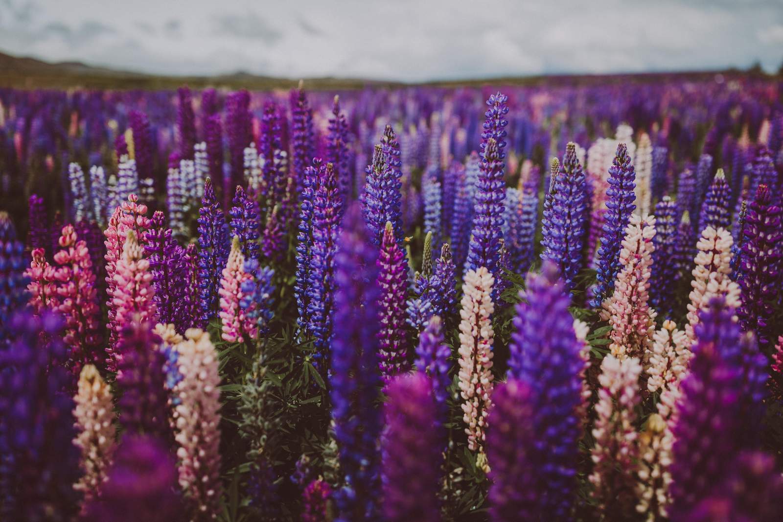 Vibrant Lupine Field Wall Art