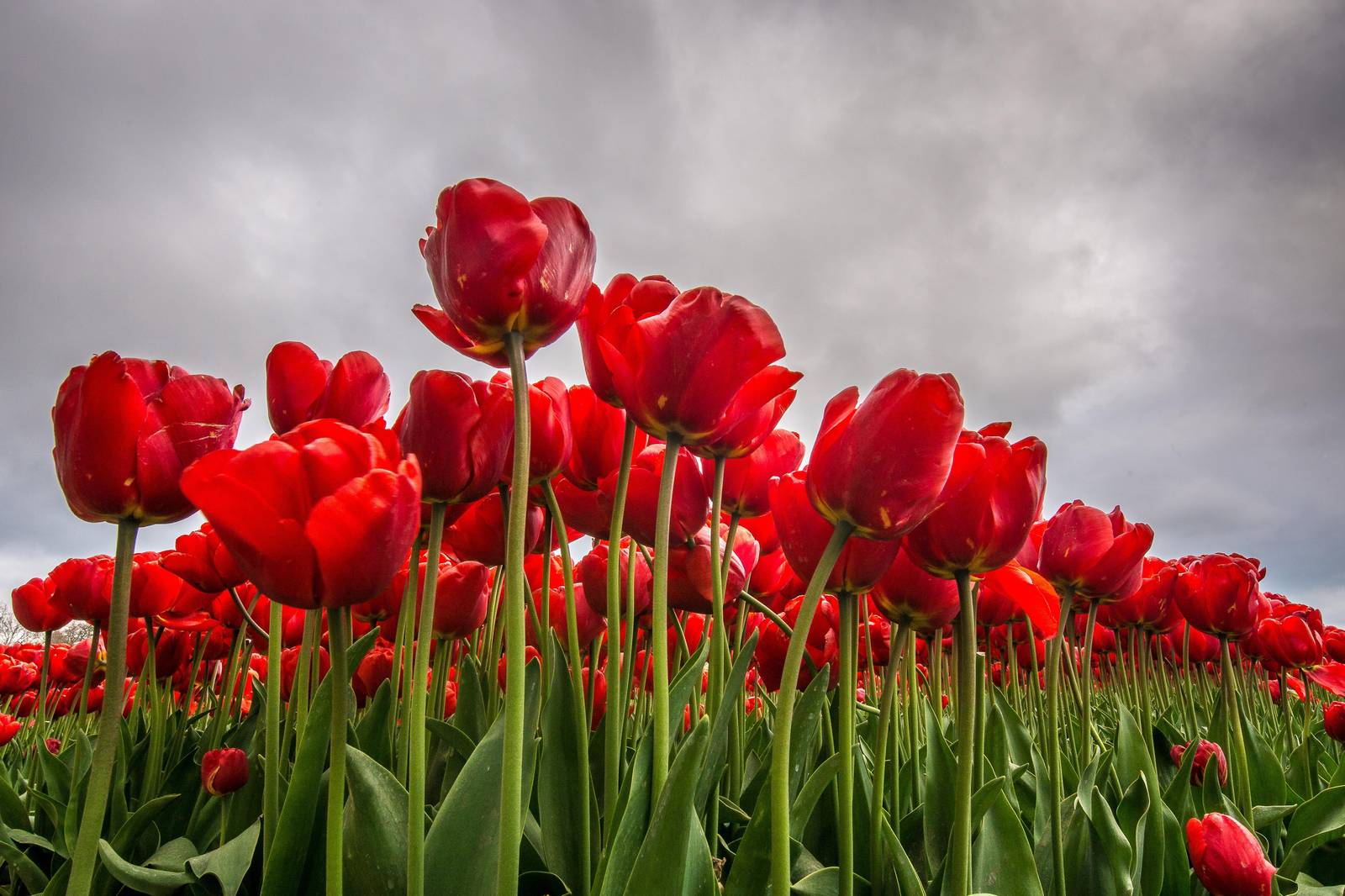 Vibrant Red Tulips Field Wall Art