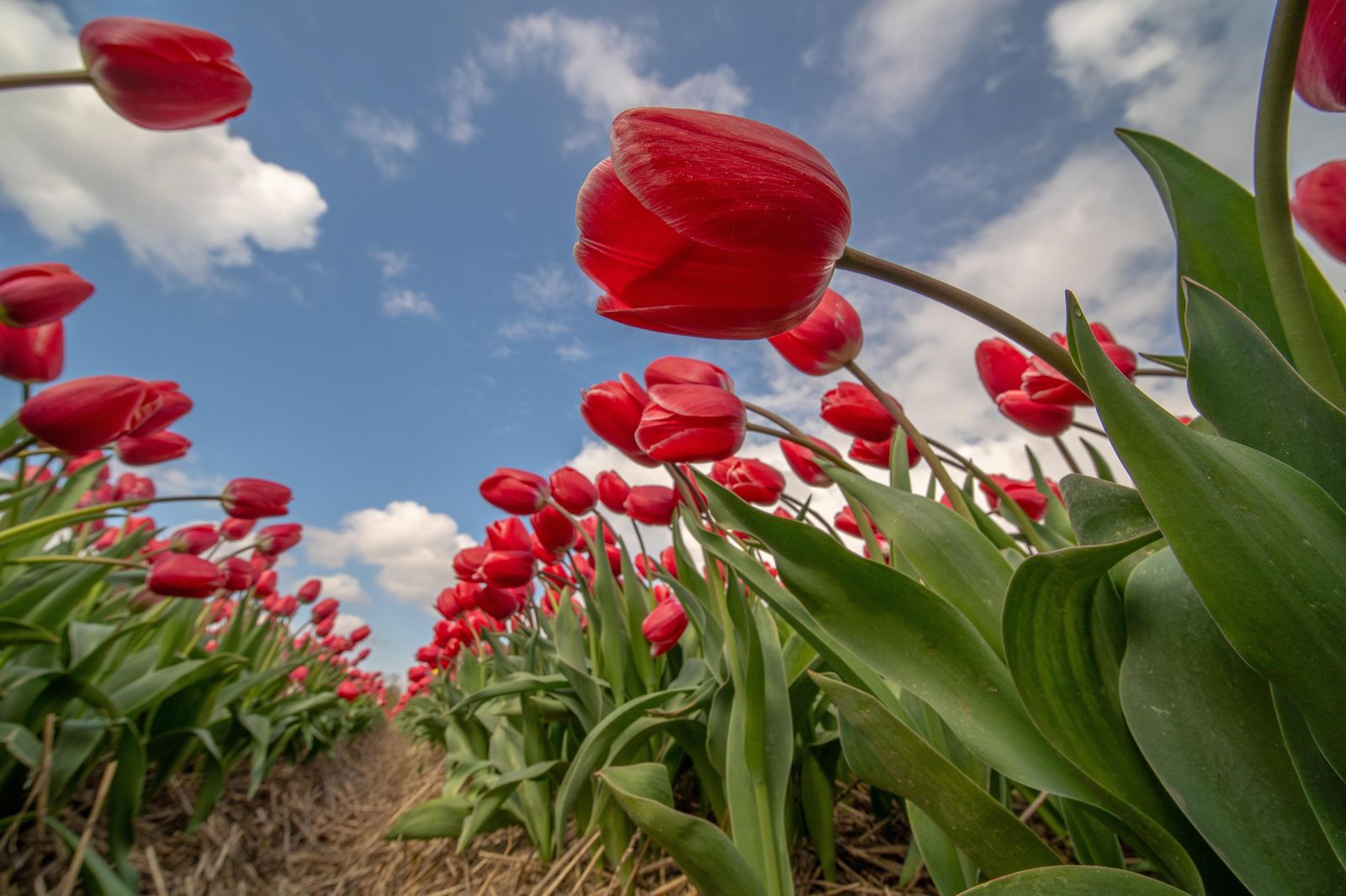 Vibrant Red Tulips Field Wall Art