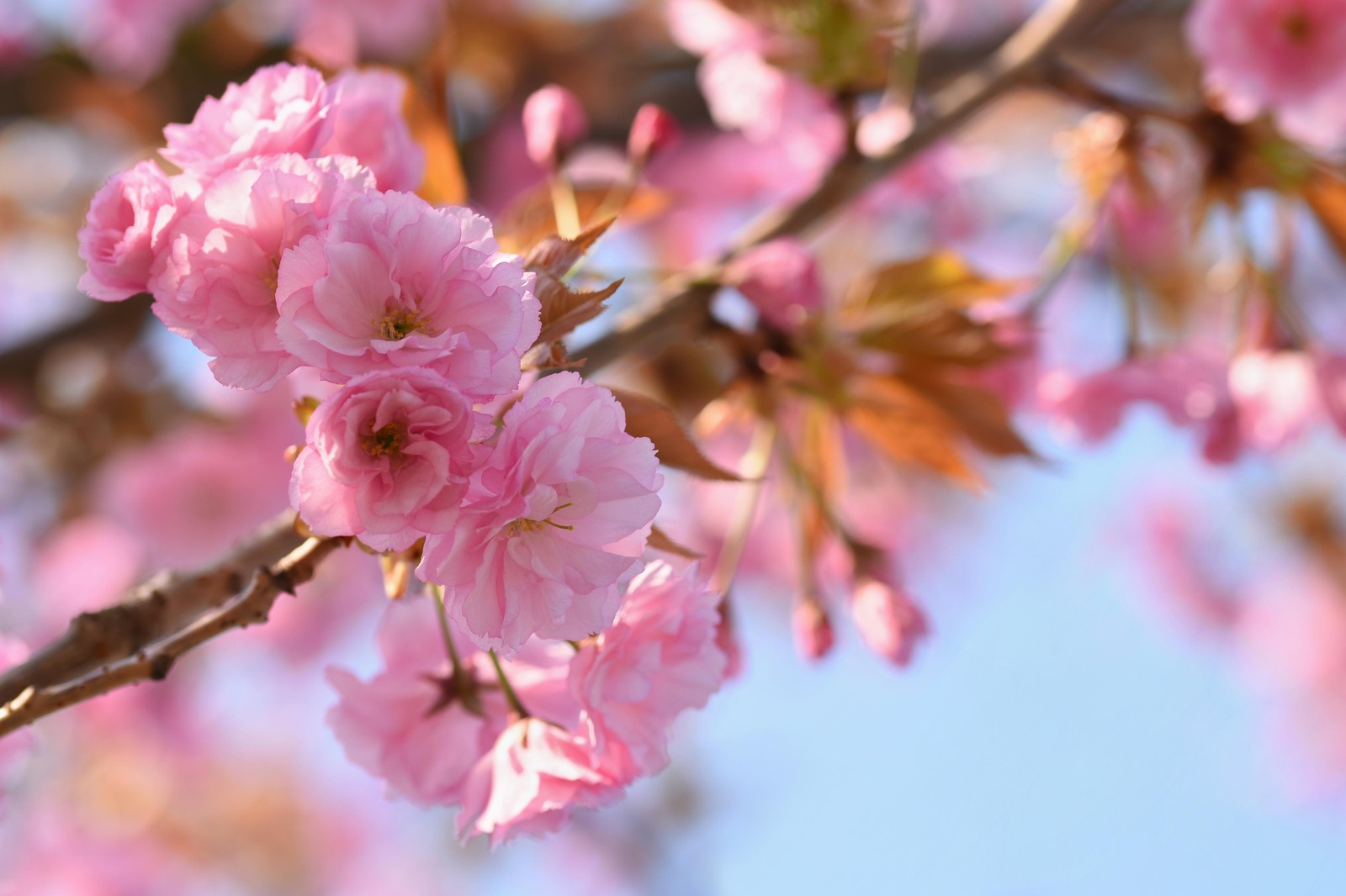 Soft Pink Cherry Blossoms Wall Art - Spring Decor